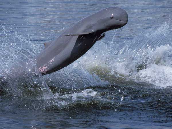 Irrawaddy Dolphin Conservation